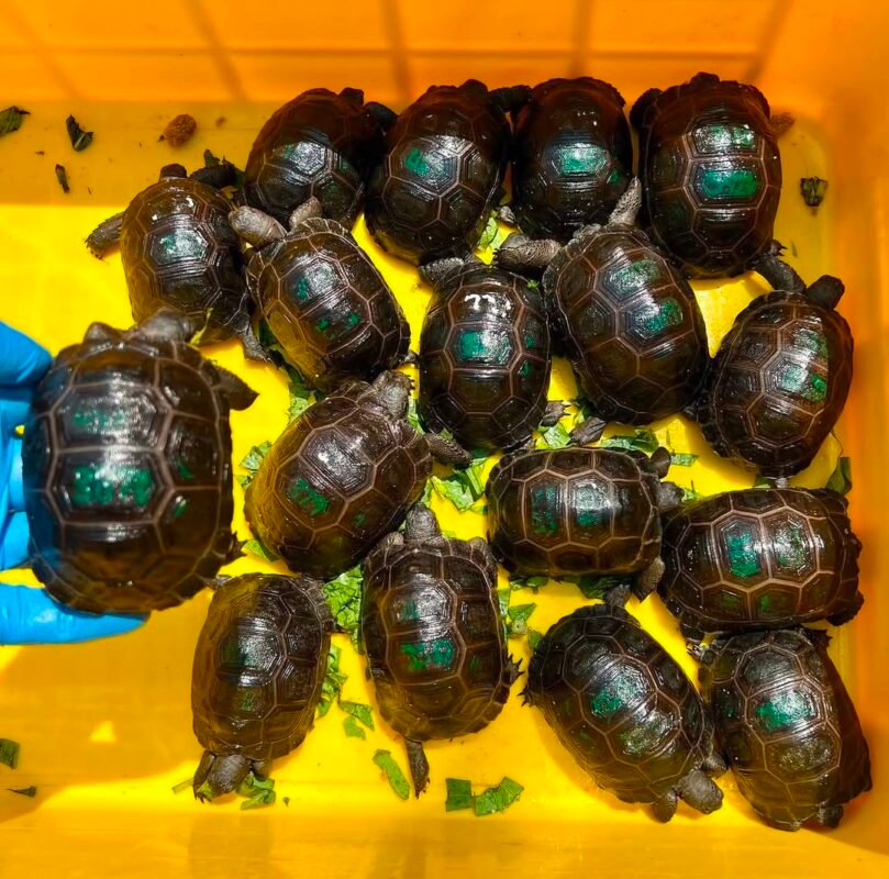 Aldabra Tortoise