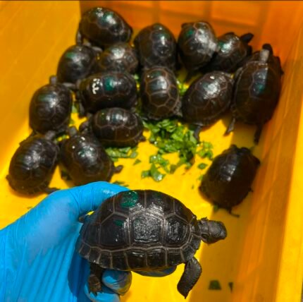 1year-Aldabra-tortoise1.jpeg