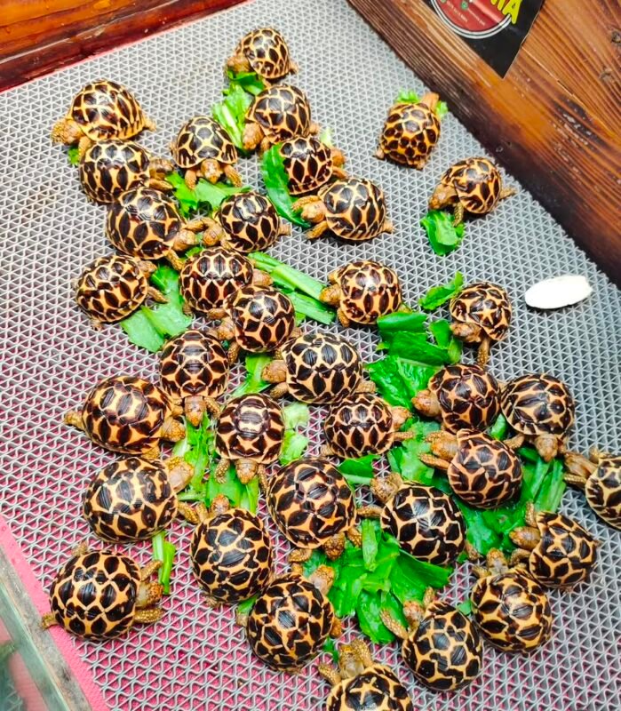 Indian Star Tortoise