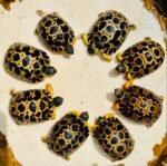1year-Radiated-Tortoise.jpeg
