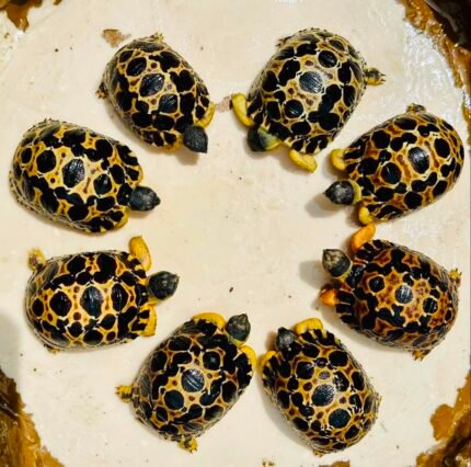 1year-Radiated-Tortoise.jpeg