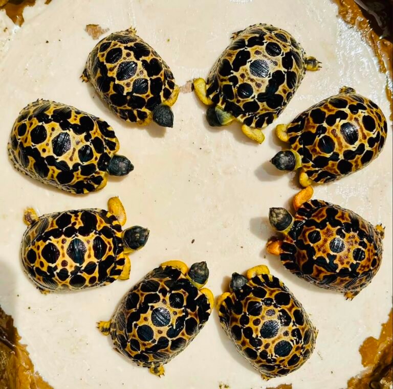 1year-Radiated-Tortoise.jpeg