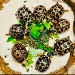 https://exotichatch.com/wp-admin/post-new.php?post_type=product#:~:text=ATTACHMENT%20DETAILS-,1year%2DRadiated%2DTortoise2.jpeg,-August%2012%2C%202026