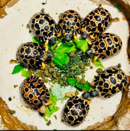 https://exotichatch.com/wp-admin/post-new.php?post_type=product#:~:text=ATTACHMENT%20DETAILS-,1year%2DRadiated%2DTortoise2.jpeg,-August%2012%2C%202026