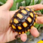 1year-Redfoot-tortoise.jpeg