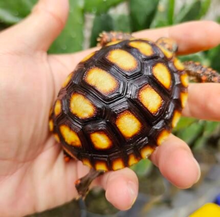 1year-Redfoot-tortoise.jpeg