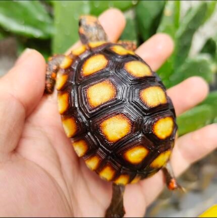 1year-Redfoot-tortoise1.jpeg