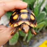 1year-Redfoot-tortoise2.jpeg