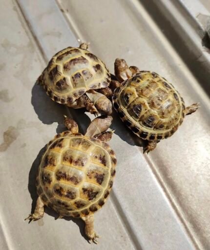 1year-Russian-tortoise.jpeg