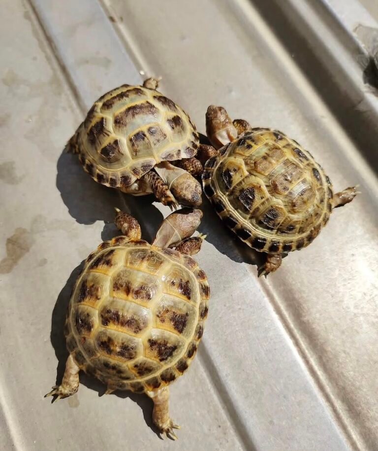 1year-Russian-tortoise.jpeg