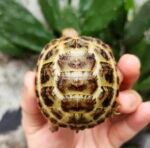 1 Year Russian Tortoise - Image 2