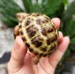 1year-Russian-tortoise2.jpeg