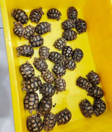 1year-leopard-tortoise.jpeg