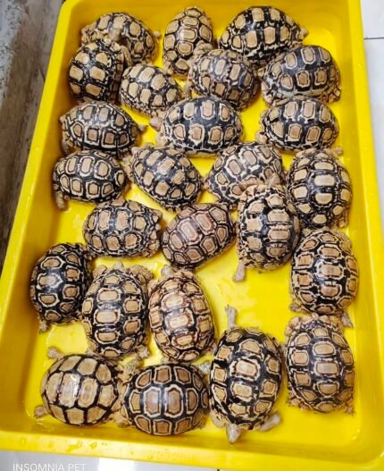 2-Years-Leopard-Tortoise.jpeg