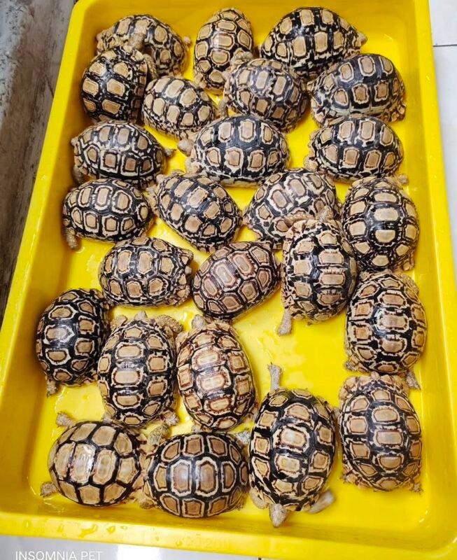 Leopard Tortoise
