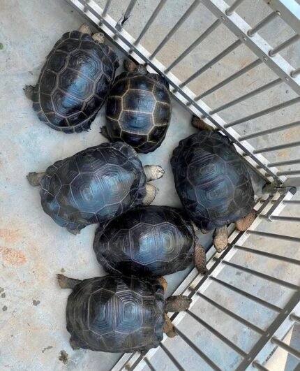 2years-Aldabra-Tortoise.jpeg