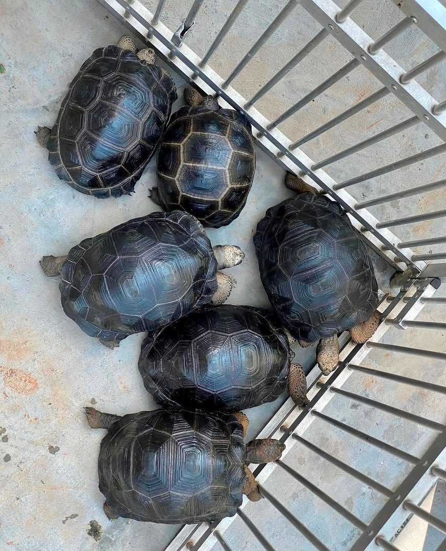 2years Aldabra Tortoise 2years-Aldabra-Tortoise.jpeg