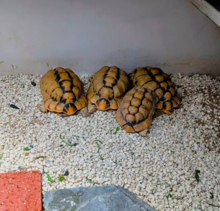 2years-Egyptian-Tortoise-.jpeg