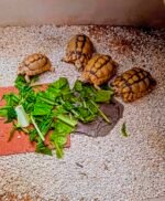 2years-Egyptian-Tortoise-1.jpeg