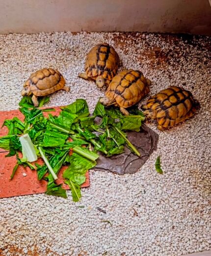 2years-Egyptian-Tortoise-1.jpeg