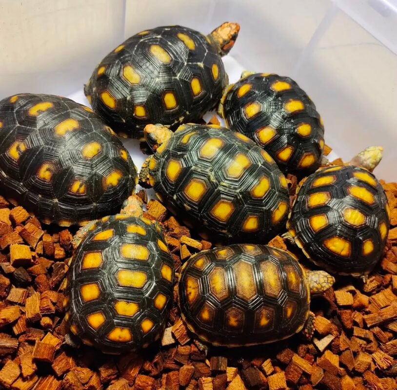 Redfoot Tortoise