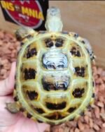 2years-Russian-tortoise.jpeg