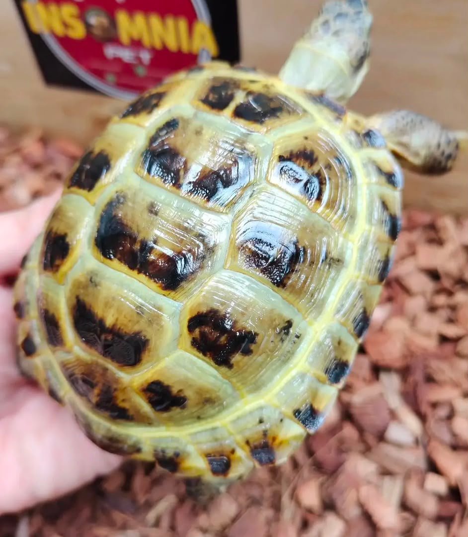 2years Russian tortoise1 2 Years Russian Tortoise - Image 1