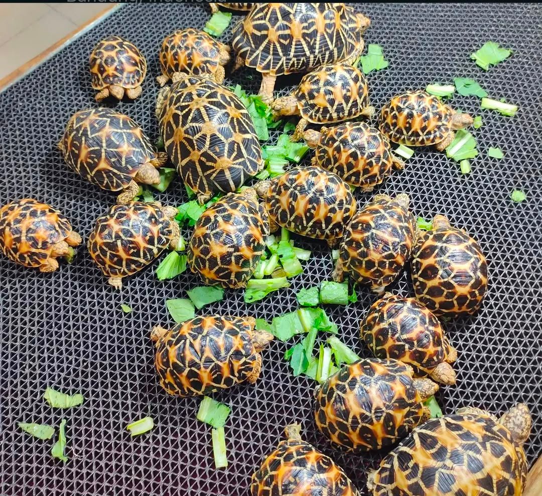 2years star tortoise 2years-star-tortoise.jpeg