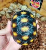 3years-Redfoot-tortoise.jpeg