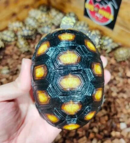3years-Redfoot-tortoise.jpeg