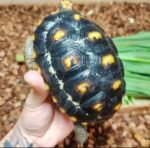 3 Years Redfoot Tortoise - Image 2