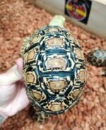 3years-leopard-tortoise1-.jpeg