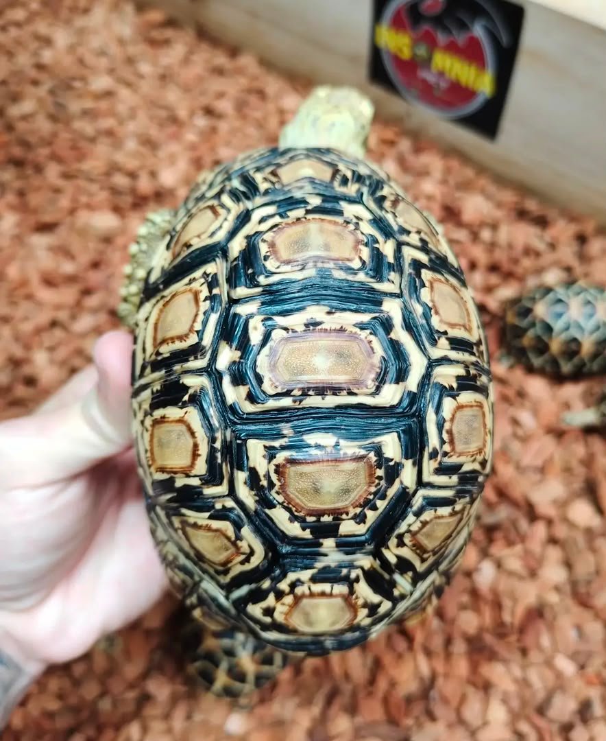 3years leopard tortoise1 3years-leopard-tortoise1-.jpeg