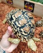 3 Years Leopard Tortoise - Image 2