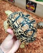 3 Years Leopard Tortoise - Image 3