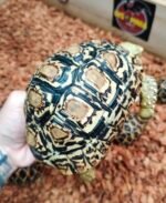 3years-leopard-tortoise4.jpeg