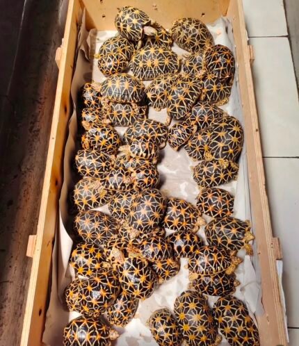 3years-star-tortoise.jpeg