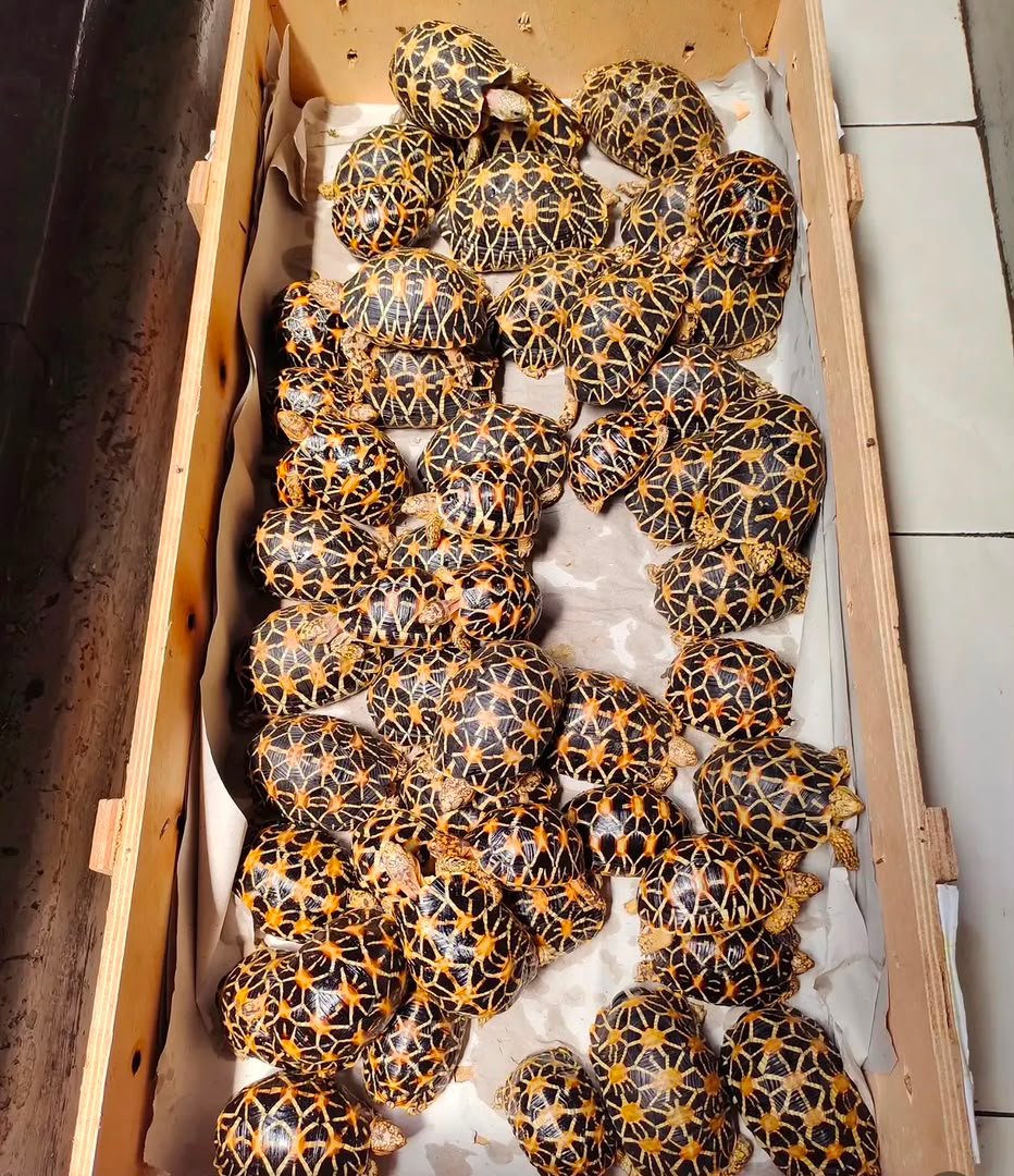 3years star tortoise 3years-star-tortoise.jpeg
