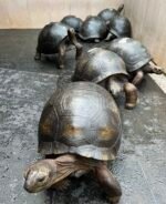 4years-Aldabra-Tortoise.jpeg