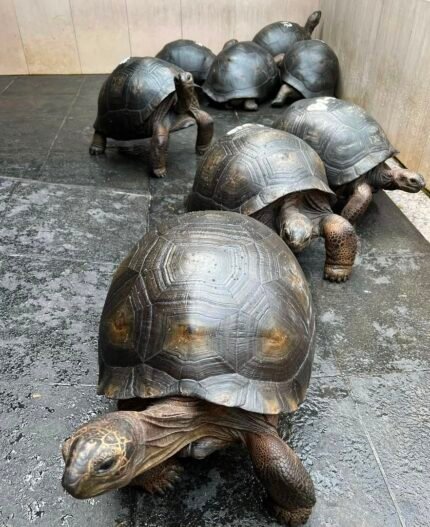 4years-Aldabra-Tortoise.jpeg