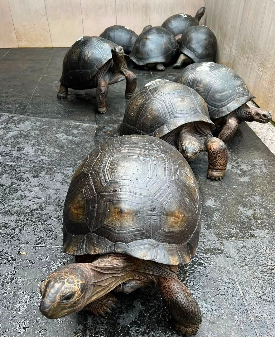 4years Aldabra Tortoise 4years-Aldabra-Tortoise.jpeg