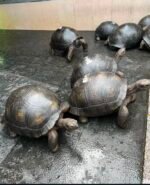 4years-Aldabra-Tortoise.jpeg
