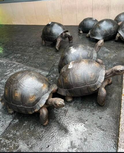 4years-Aldabra-Tortoise.jpeg