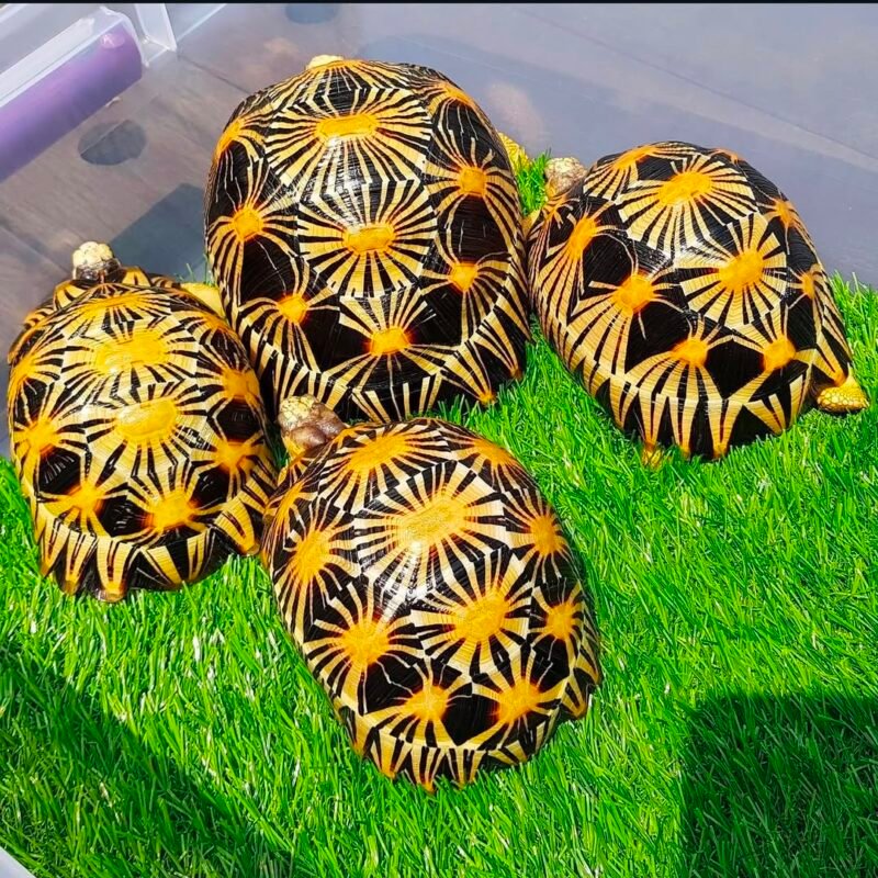 Radiated Tortoise
