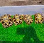 4years-Radiated-tortoise2.jpeg