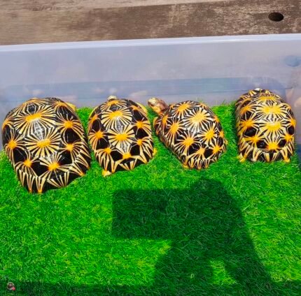 4years-Radiated-tortoise2.jpeg