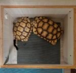 4 Years Sulcata Tortoise - Image 2