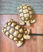 4years Sulcata.jpeg