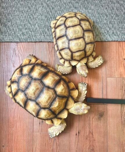 4years Sulcata.jpeg