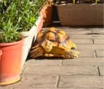 4years-Sulcata-tortoise-1.jpeg